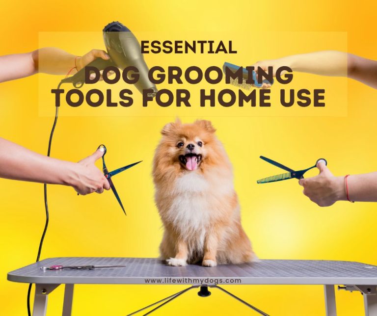 Essential Dog Grooming Tools for Home Use