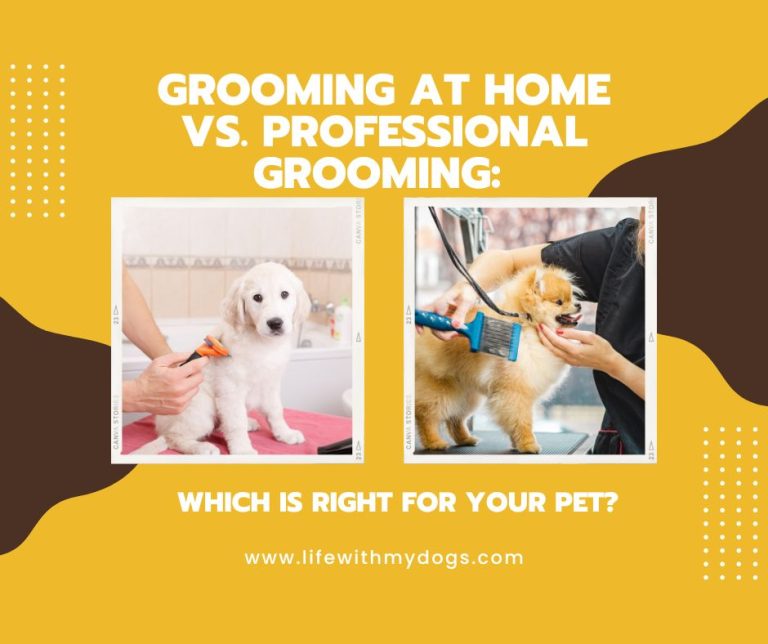 Grooming at Home vs. Professional Grooming: Which is Right for Your Pet?