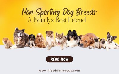 Non-Sporting Dog Breeds A Family's Best Friend
