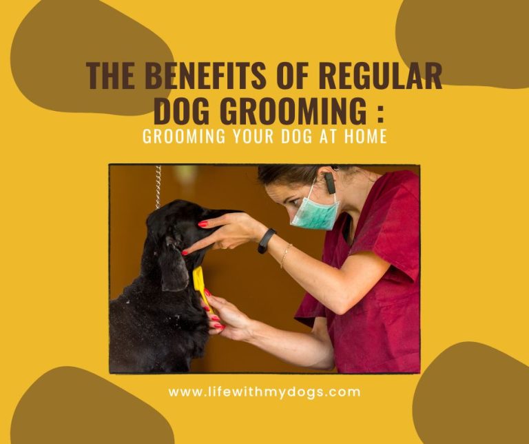 The Benefits of Regular Dog Grooming : Grooming Your Dog at Home