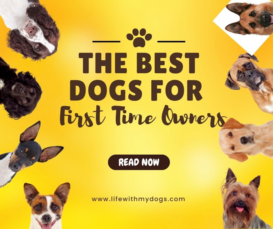 The Best Dogs for First Time Owners