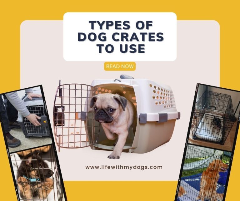 Types Of Dog Crates To Use