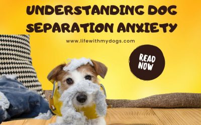 Understanding Dog Separation Anxiety