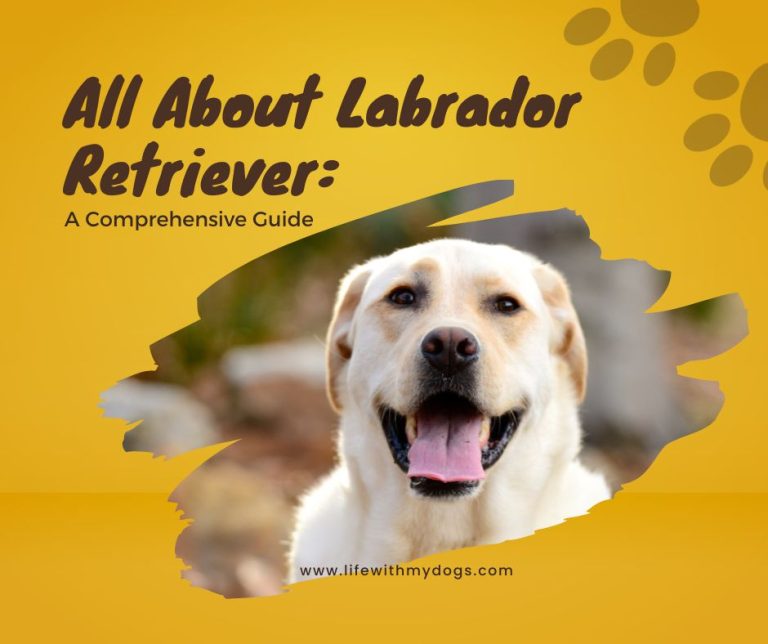 All About Labrador Retriever: A Comprehensive Guide