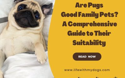 Are Pugs Good Family Pets? A Comprehensive Guide to Their Suitability