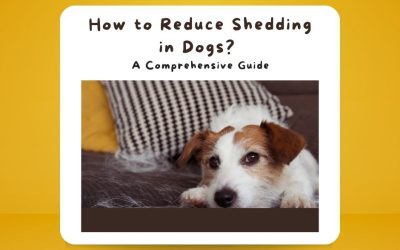 How to Reduce Shedding in Dogs? A Comprehensive Guide