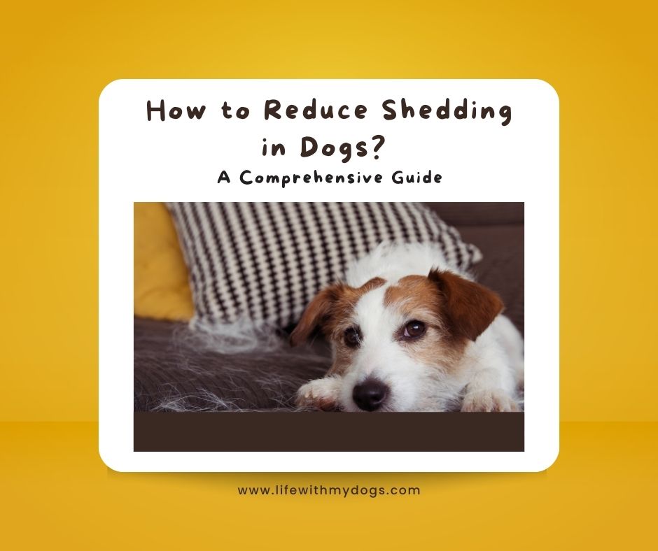 How to Reduce Shedding in Dogs? A Comprehensive Guide