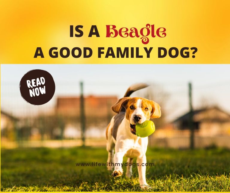 Is A Beagle A Good Family Dog?