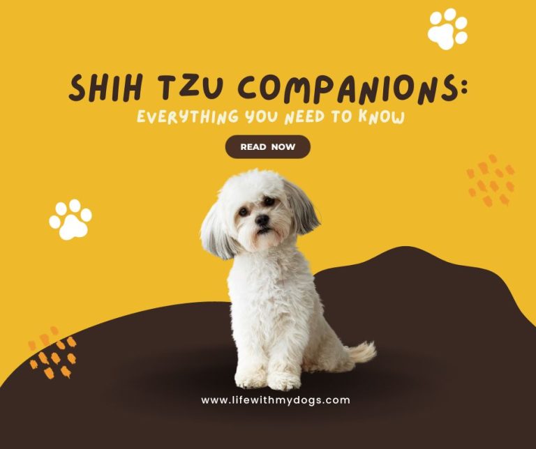 Shih Tzu Companions: Everything You Need to Know