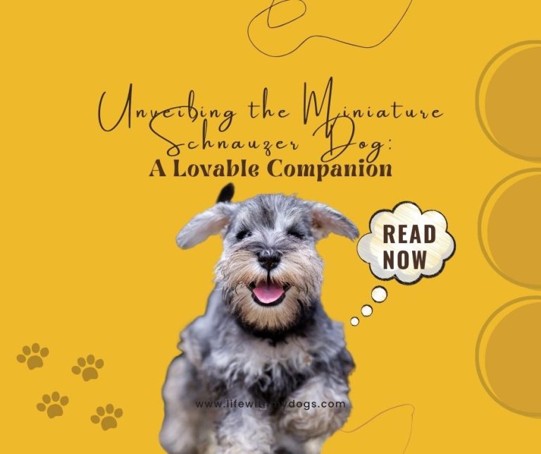 Unveiling the Miniature Schnauzer Dog: A Lovable Companion