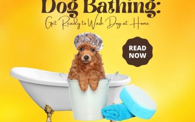 Dog Bathing Get Ready to Wash Dog at Home