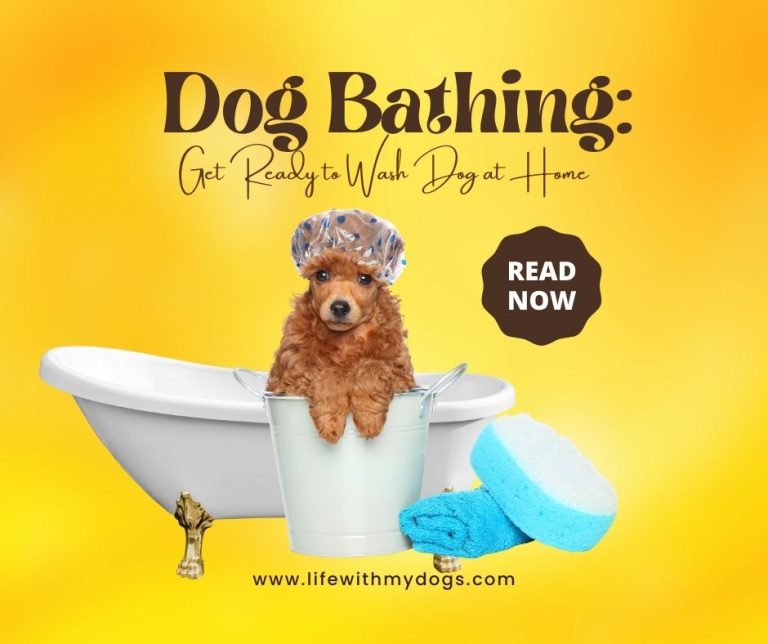 Dog Bathing: Get Ready to Wash Dog at Home