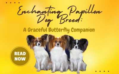 Enchanting Papillon Dog Breed A Graceful Butterfly Companion