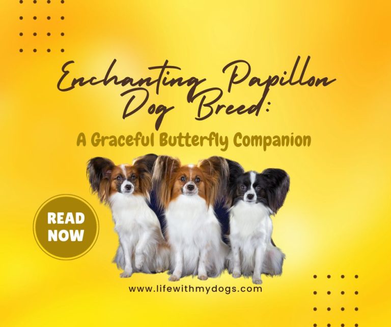 Enchanting Papillon Dog Breed: A Graceful Butterfly Companion