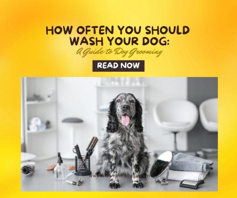 How Often You Should Wash Your Dog: A Guide to Dog Grooming