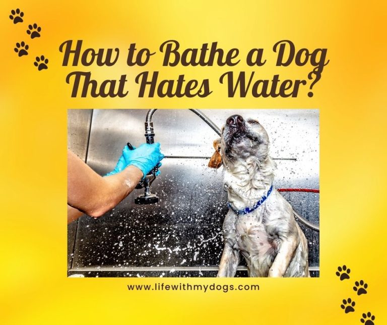 How to Bathe a Dog That Hates Water