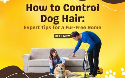 How to Control Dog Hair Expert Tips for a Fur-Free Home