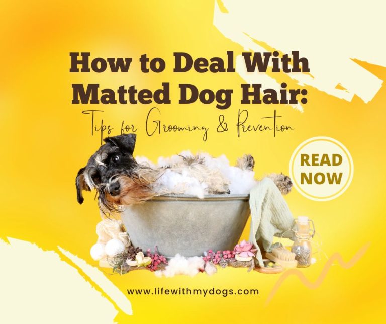 How to Deal With Matted Dog Hair: Tips for Grooming & Prevention