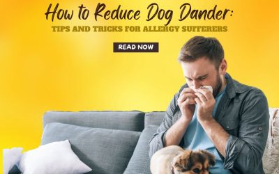 How to Reduce Dog Dander Tips and Tricks for Allergy Sufferers