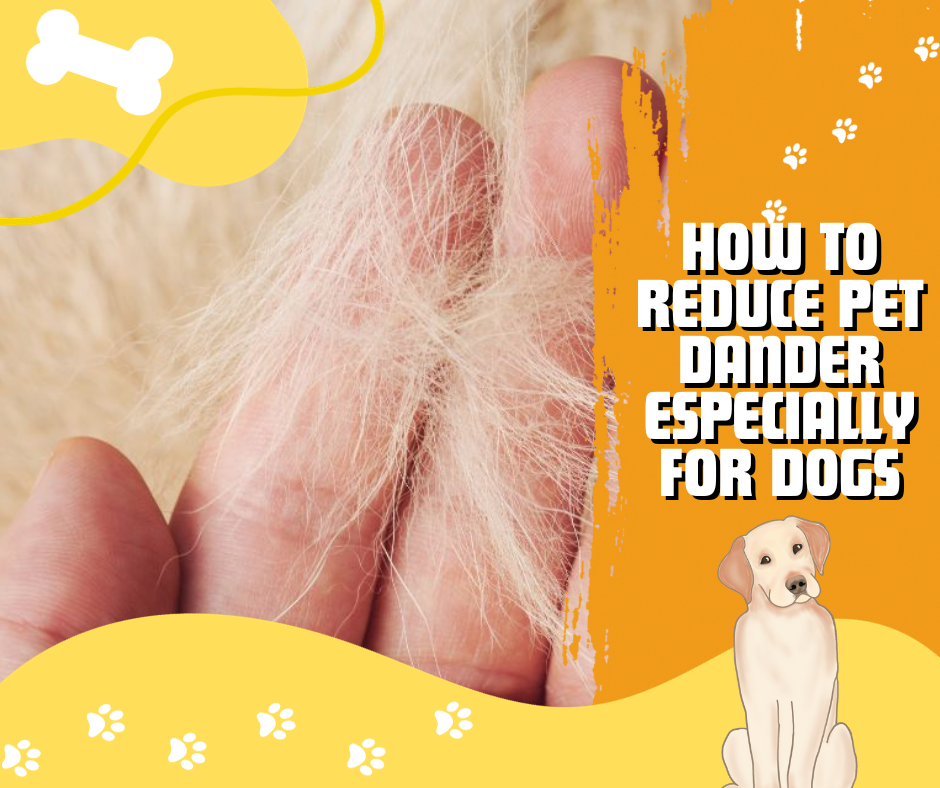 pet dander, dog dander, allergic reaction, pet owners