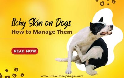 Itchy Skin on Dogs How to Manage Them