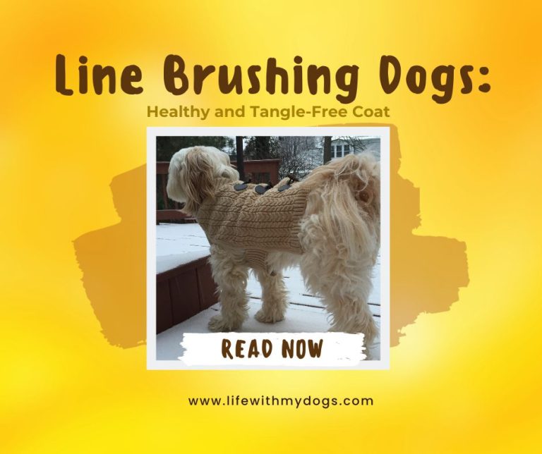 Line Brushing Dogs: Healthy and Tangle-Free Coat