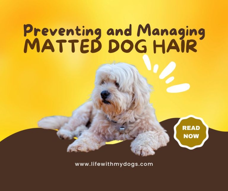 Preventing and Managing Matted Dog Hair