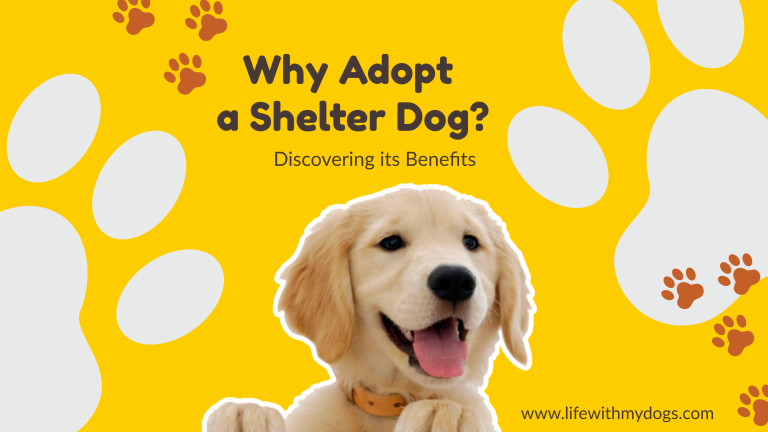 Why Adopt a Shelter Dog? Discovering its Benefits